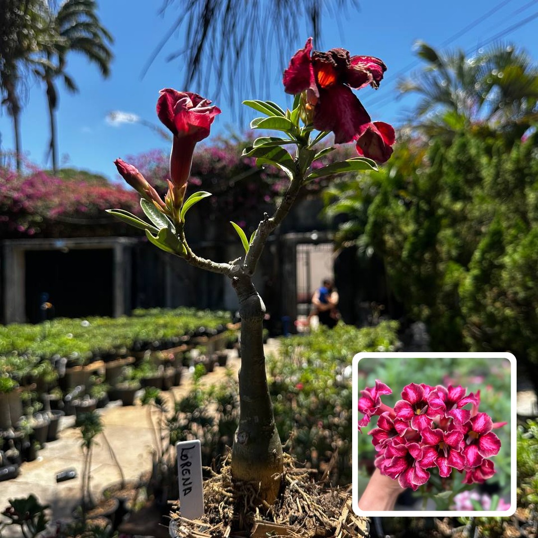 1709 29 Rosa do Deserto Lorena