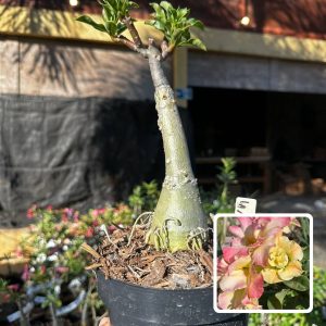 1709 30 Big Caudex La Nina
