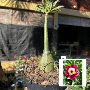1709 32 Big Caudex Fogueira