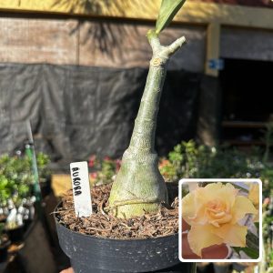 1709 34 Big Caudex Aurora