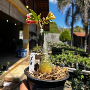 1709 34 Rosa do Deserto C Terrace