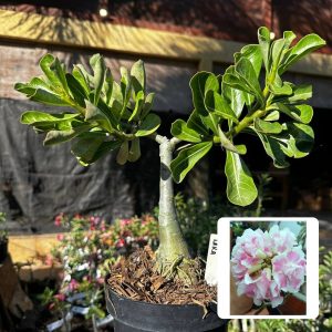 1709 36 Big Caudex Laila