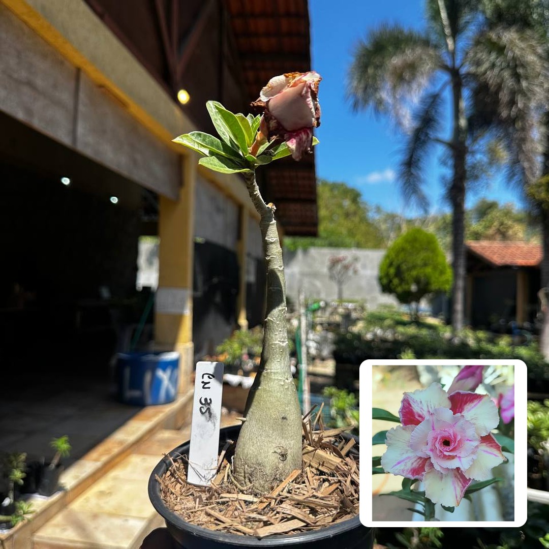 1709 41 Rosa do Deserto Canan 35