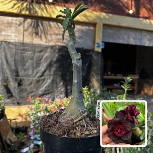 1709 45 Big Caudex Trufa Negra