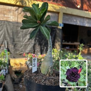 1709 48 Big Caudex Ra 04