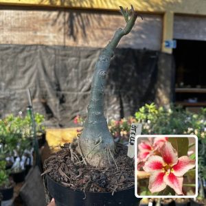 1709 50 Big Caudex Stella
