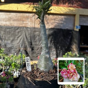 1709 54 Big Caudex Canan 22