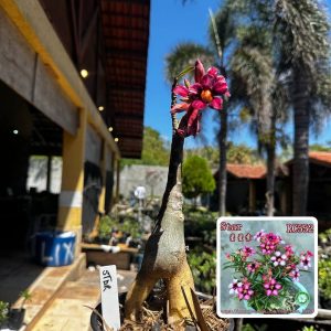 1709 58 Rosa do Deserto Star