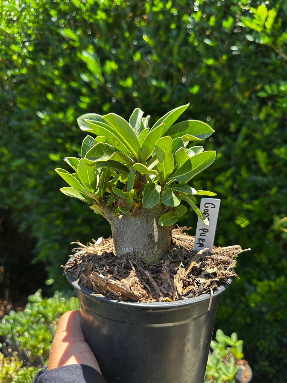 1809 01 Arabicum Godji pura F3