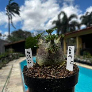 1809 02 Arabicum Vitrine Everest