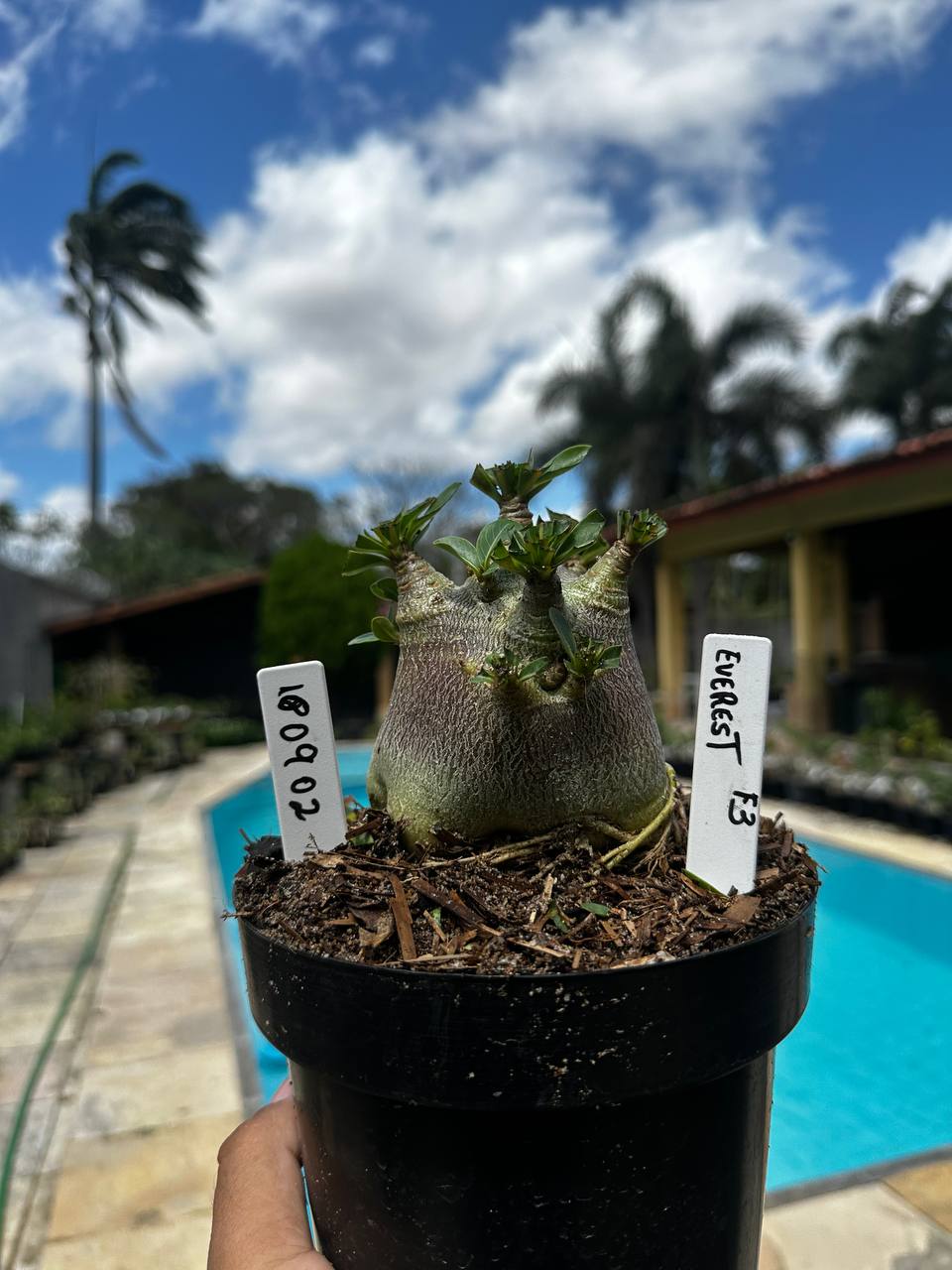 1809 02 Arabicum Vitrine Everest