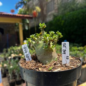 1809 06 Arabicum Vitrine Fat Boy