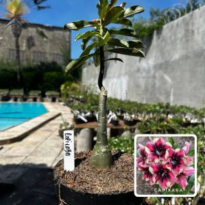 1809 07 Big Caudex Capixaba