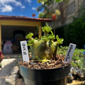 1809 08 Arabicum Vitrine Abomination