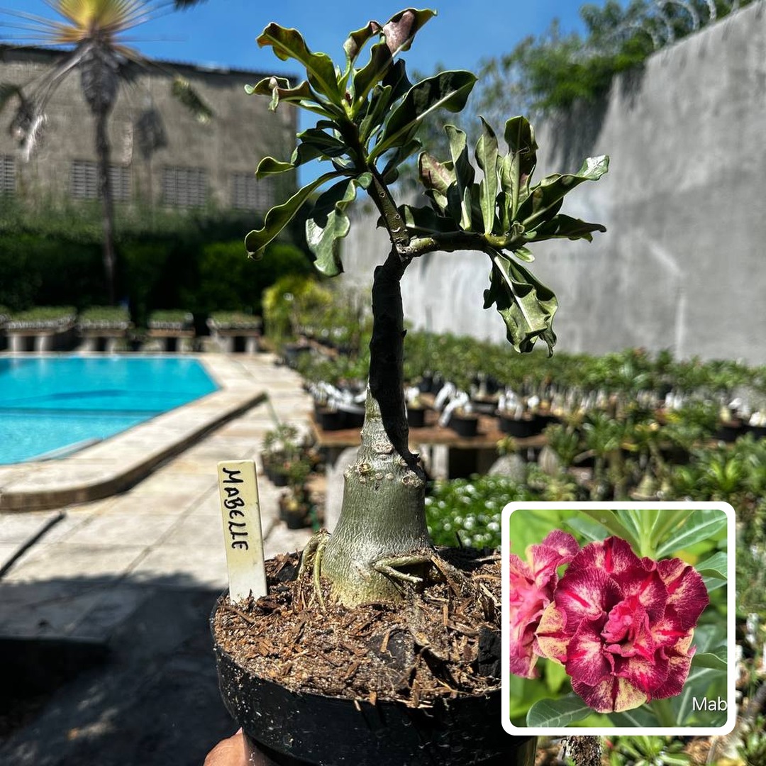 1809 08 Big Caudex Mabelle