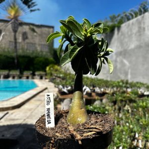 1809 12 Big Caudex Astro Amarela