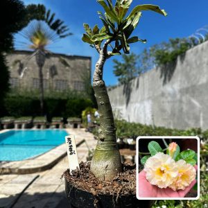 1809 15 Big Caudex Açafrão