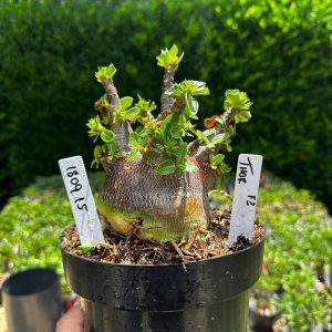 1809 15 Arabicum Vitrine Thor