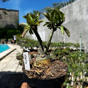 1809 17 Big Caudex Merlin