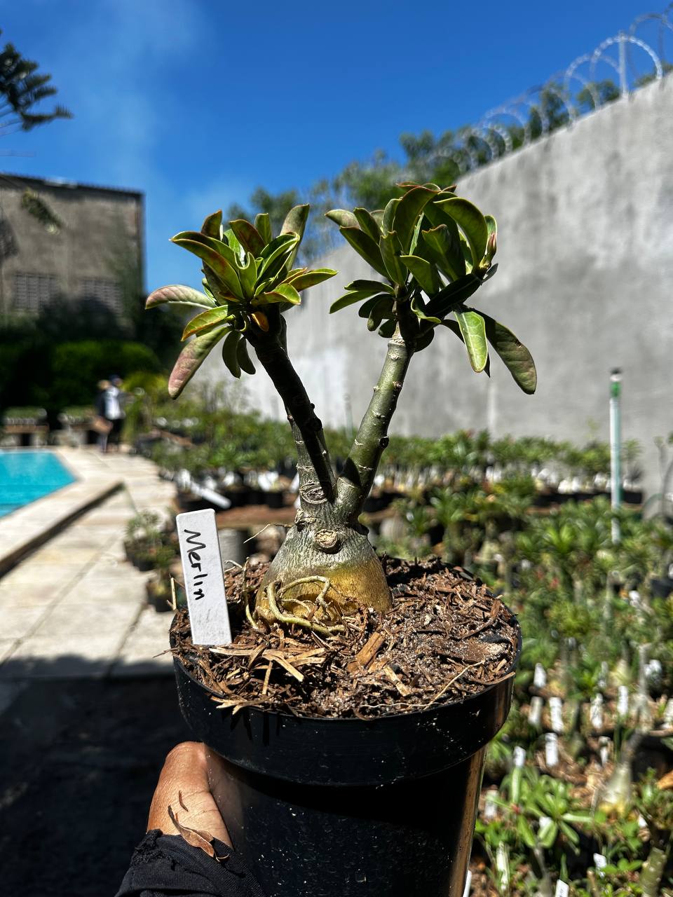 1809 17 Big Caudex Merlin