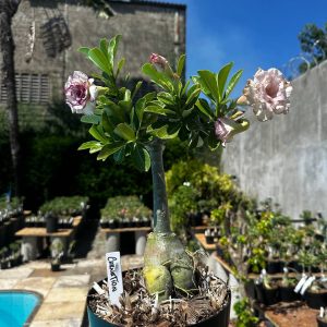 1809 19 Big Caudex Carnation