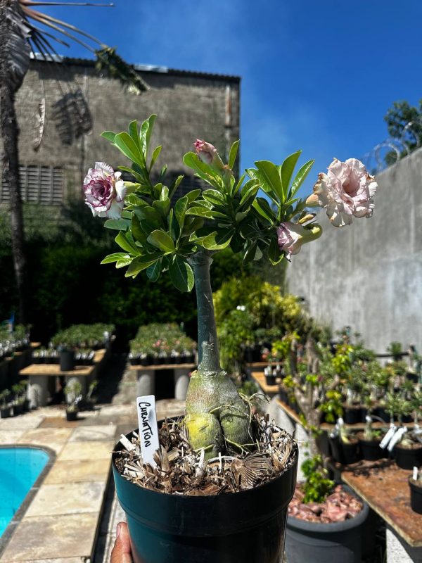 Big Caudex Carnation
