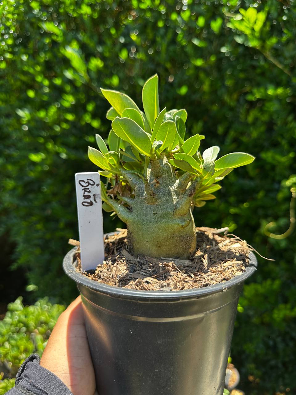 1809 20 Arabicum Bizão F3
