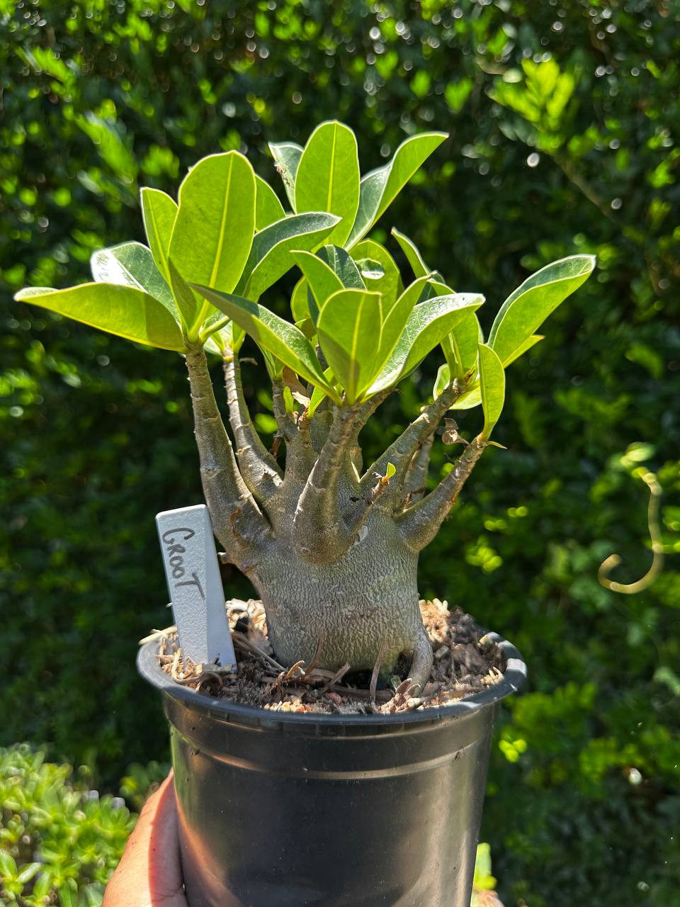 1809 32 Arabicum Groot F3