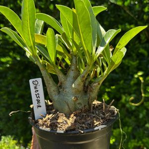 1809 41 Arabicum Dinossauro F3