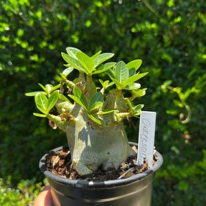 1809 47 Arabicum Darckseid F3