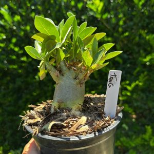 1809 48 Arabicum Tank F3
