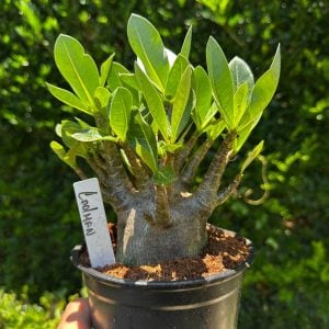 1809 54 Arabicum Cadman F3