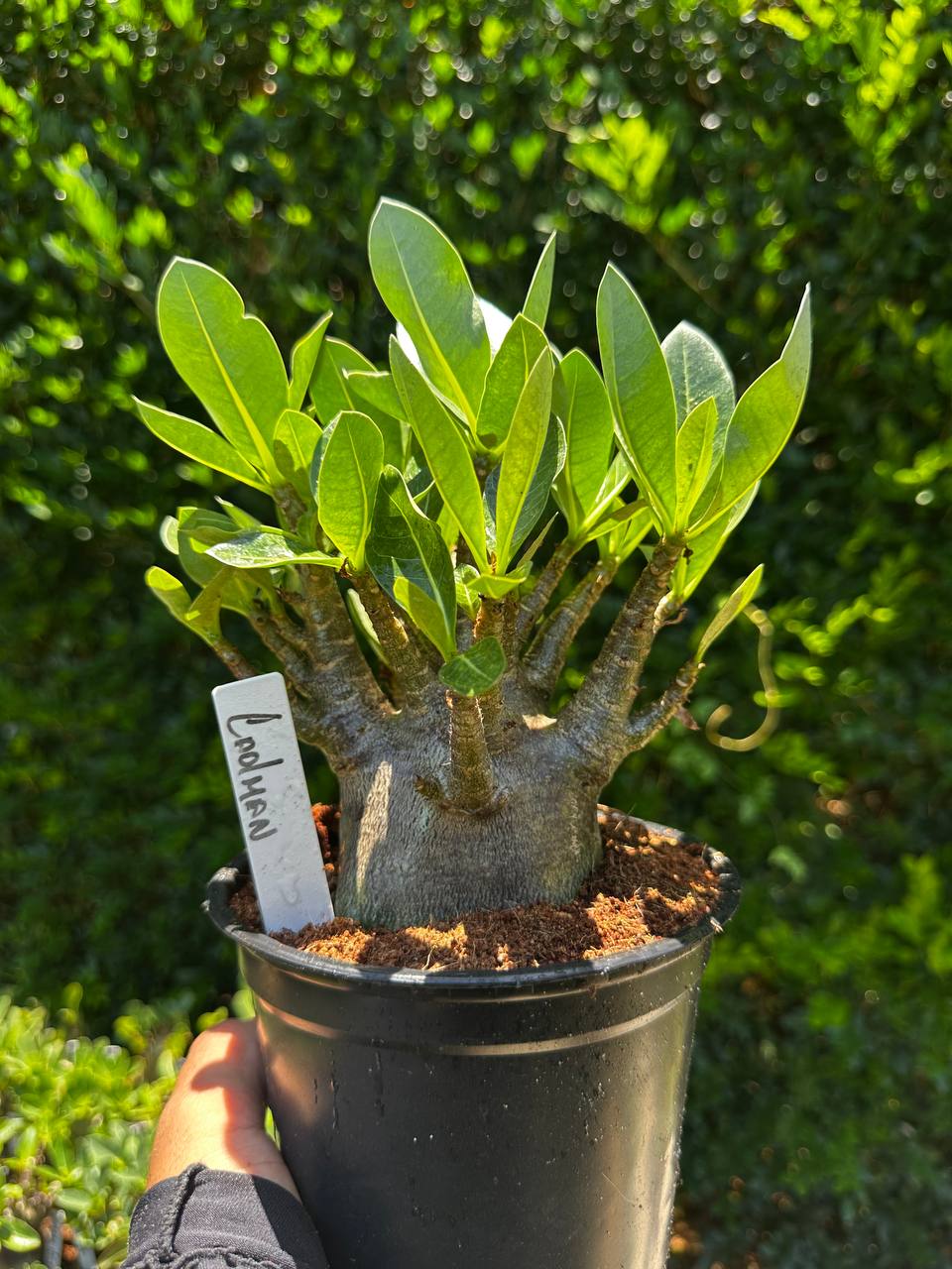 1809 54 Arabicum Cadman F3
