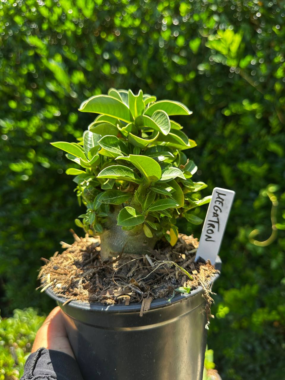1809 55 Arabicum Megatron F3