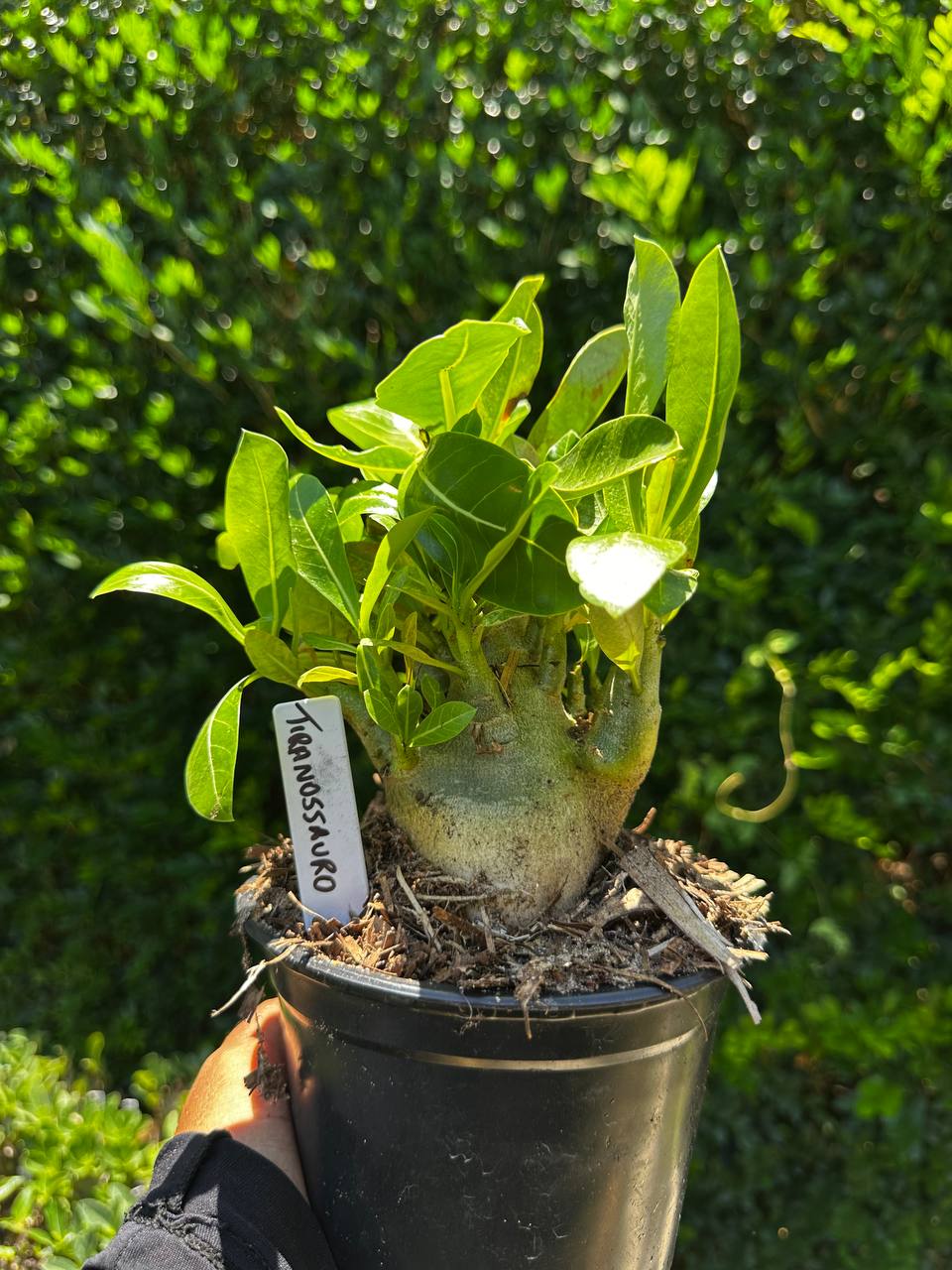 1809 56 Arabicum Tiranossauro F3