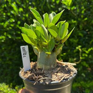 1809 57 Arabicum Eiffel F3