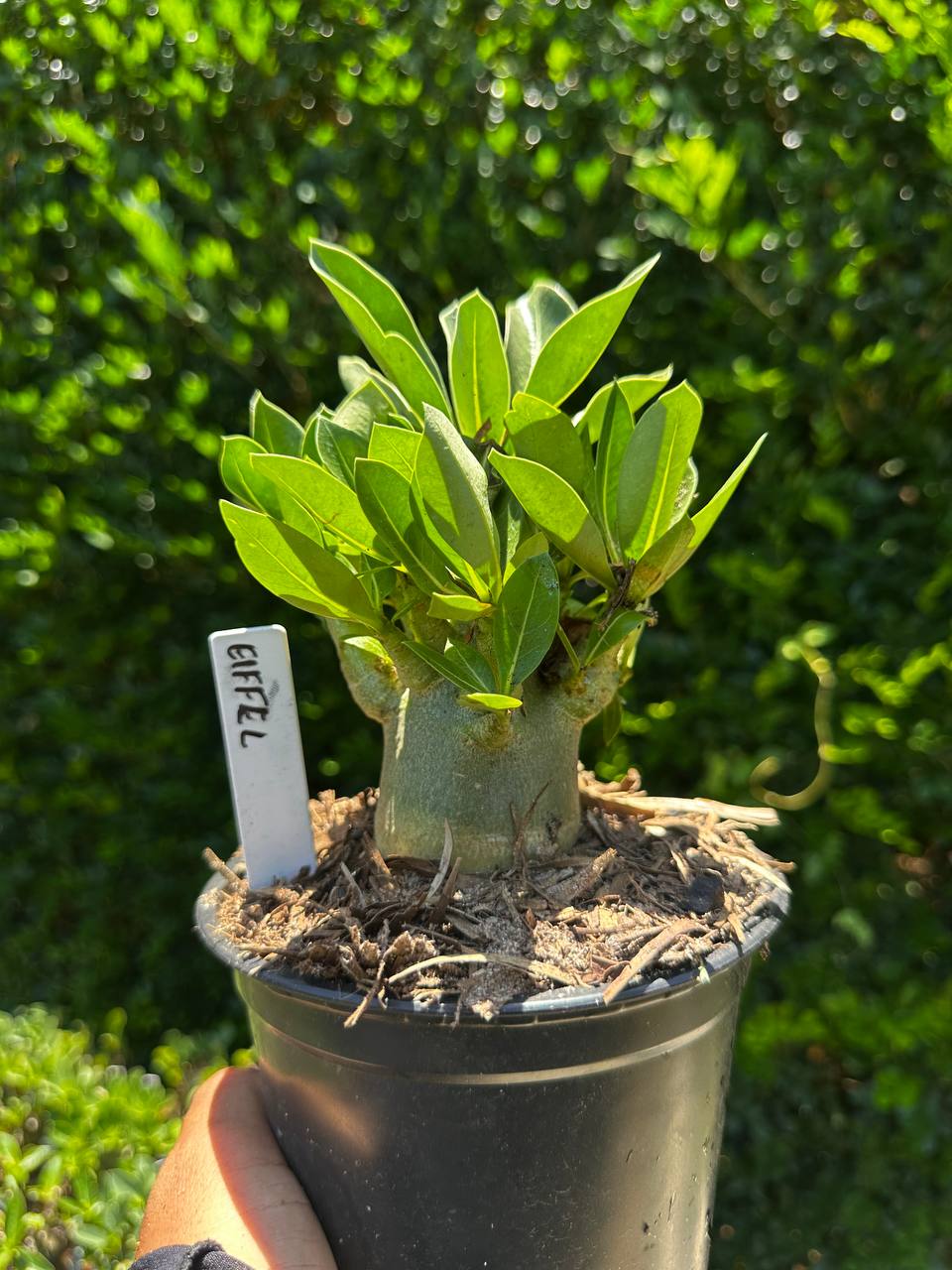1809 57 Arabicum Eiffel F3