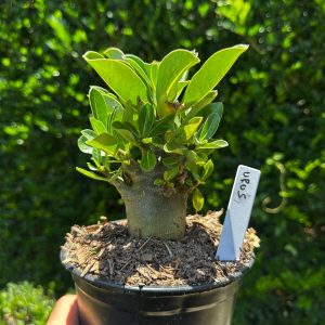 1809 58 Arabicum Urus F3