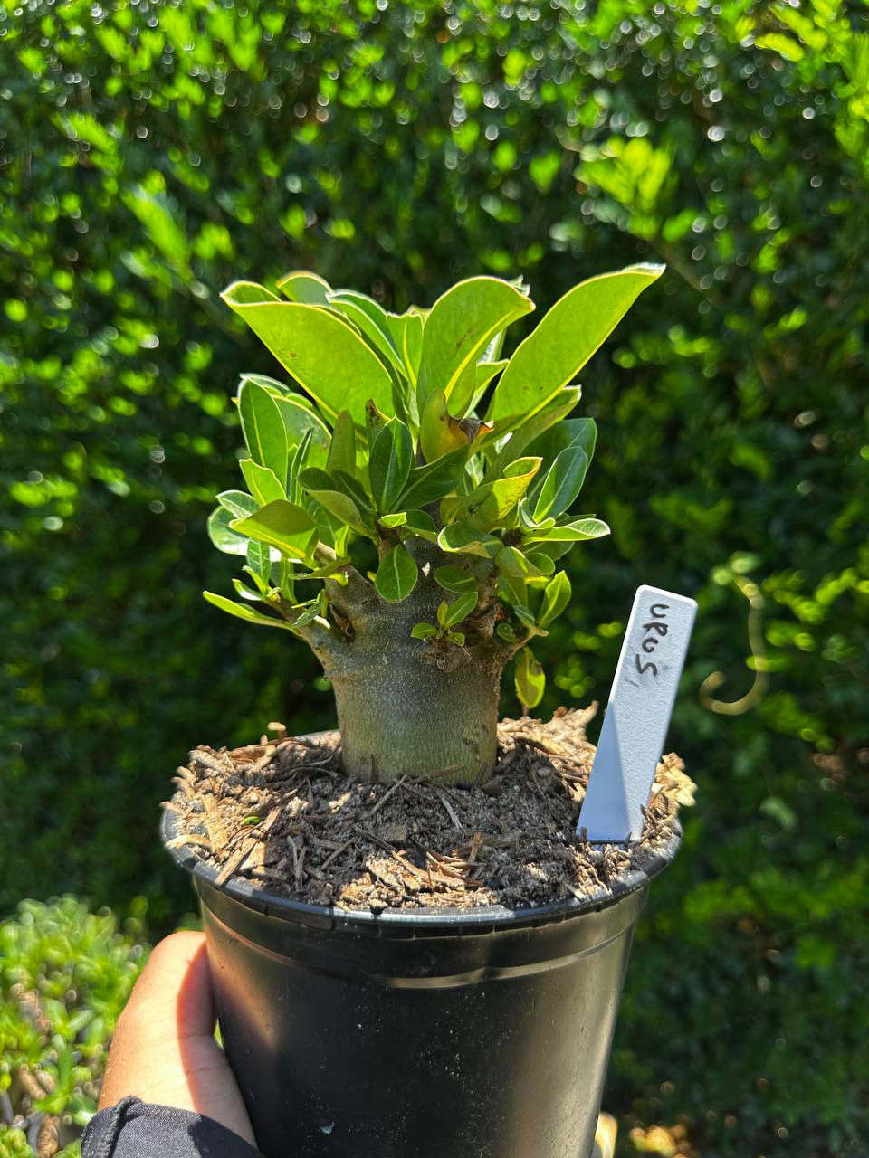 1809 58 Arabicum Urus F3