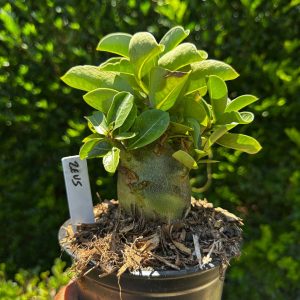 1809 59 Arabicum Zeus F3