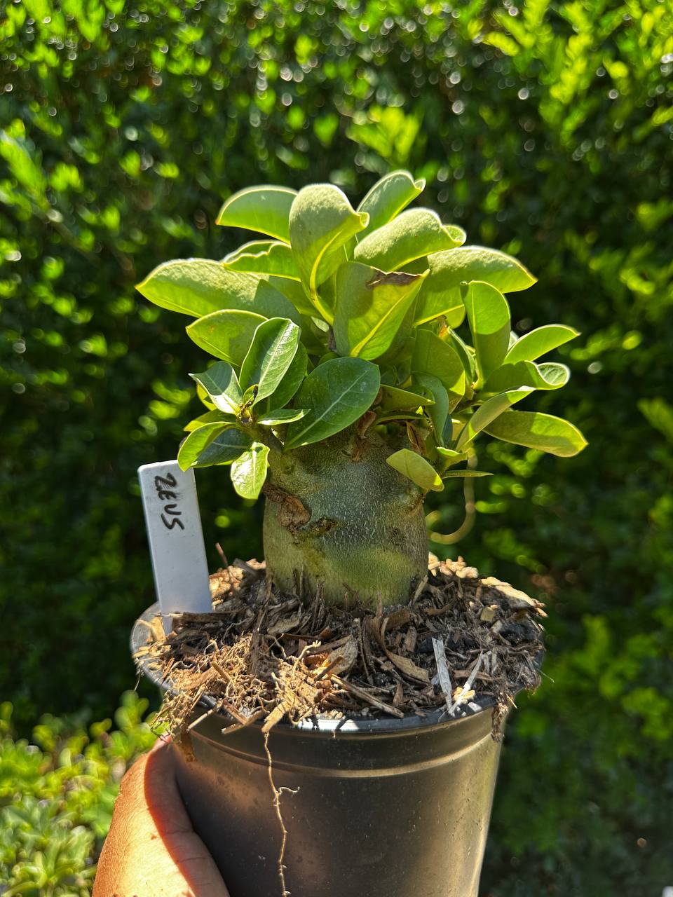 1809 59 Arabicum Zeus F3