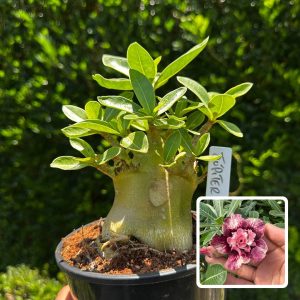 1809 60 Arabicum Júpiter F3