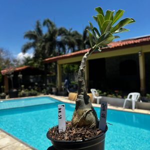 2109 08 Rosa do Deserto Kr54