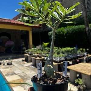 2109 19 Rosa do Deserto Brd100