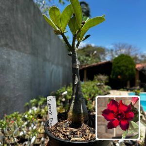 2109 39 Rosa do Deserto Surprise Black