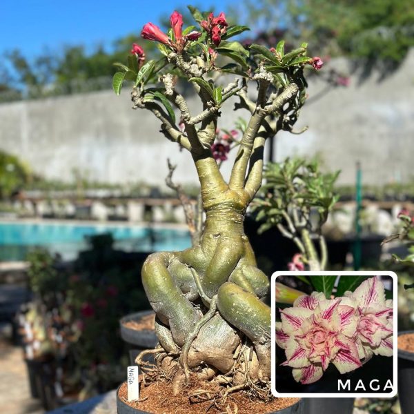 Socotra Maga