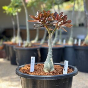 2209 01 Big Caudex Red Leaf