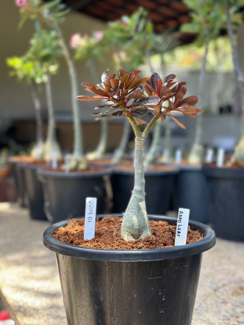 2209 01 Big Caudex Red Leaf