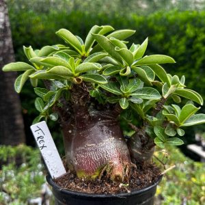 2209 01 Arabicum T Rex F3