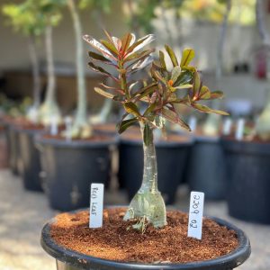 2209 02 Big Caudex Red Leaf